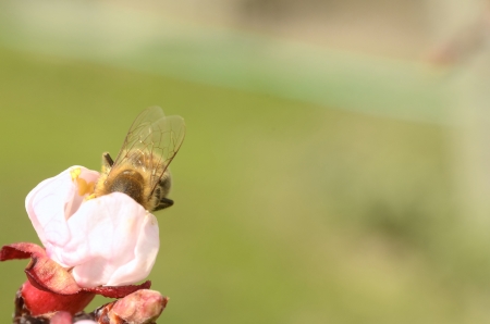 Busy Honey Bee Collecting Nectar From an Apple Blossom in the Springtimeの写真素材