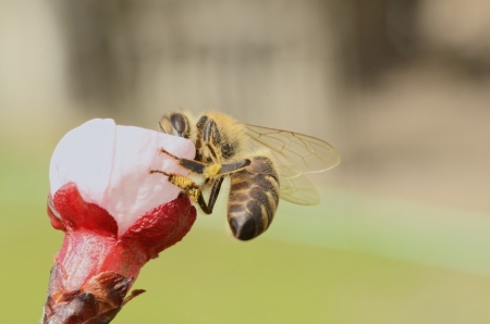 Busy Honey Bee Collecting Nectar From an Apple Blossom in the Springtimeの写真素材