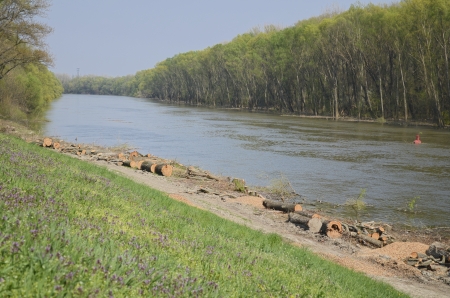 Sunny Danube River Bank After Spring Wood Cuttingの写真素材