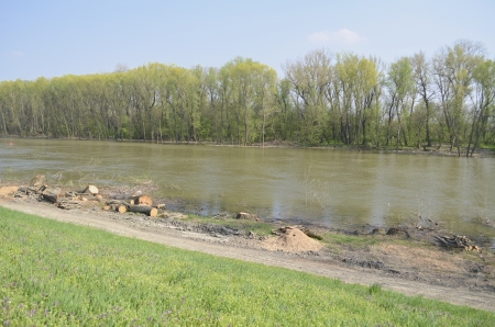 Sunny Danube River Bank After Spring Wood Cuttingの写真素材