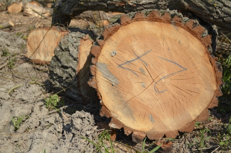 A Log Marked with Number 27