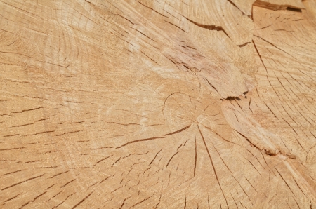 Tree Rings on Freshly Cut Trunkの写真素材
