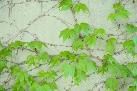 Decorative Grapes Creeping on a Concrete Wallの写真素材