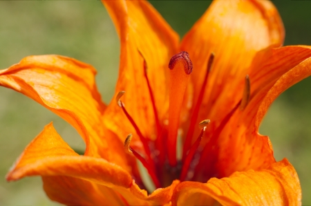 Orange Tawny Tiger Ditch Daylily Closeup with Green Backgroundの写真素材