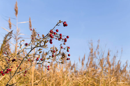 Common Hawthorn Berries in front of Reedsの写真素材