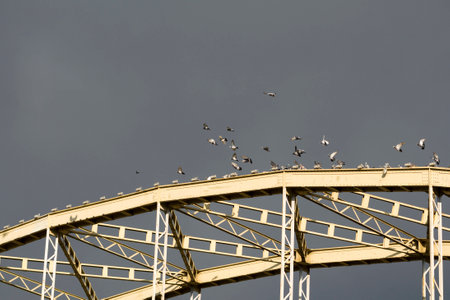 Group of Grey Pigeons Landing to the Bridge Constructionの写真素材