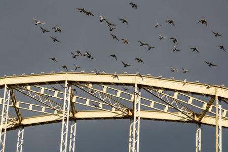 Group of Grey Pigeons Taking off from the Bridge Constructionの写真素材