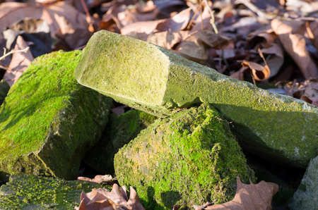Green Mossy Bricks Surrounded by Dry Leaves Closeupの写真素材