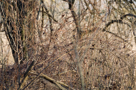 Little Brown Bird Hidden Among Small Branchesの写真素材