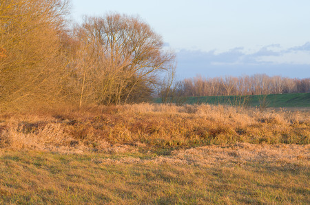 Orange Colored Floodplain Forest at Sunset in Winterの写真素材