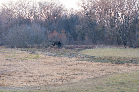 Floodplain Forest Landscape with an Old Burnt Willow in Winterの写真素材