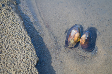 Opened Danube Shell on the Wet Sand