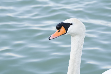 Mute Swan Head in front of Wavy Waterの写真素材