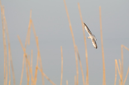 Blackheaded Gull in Winter Plumage with Reedsの写真素材