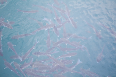 School of Sea Fish Swimming Close to Water Surface Closeup