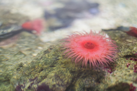 Little Pink Beadlet Anemone on the Rockの写真素材