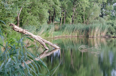 Summer Lake with Fallen Tree Trunk and Reeds in the Daytimeの写真素材