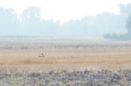 Wild Rabbit on Summer Plow Land in the Daytimeの写真素材