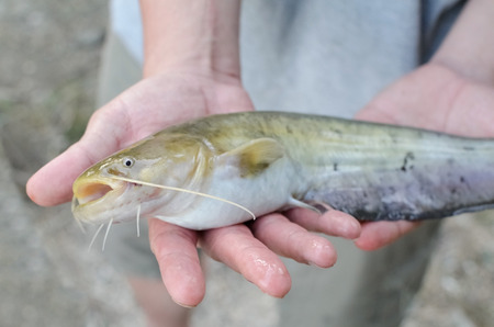 Fisherman Showing Little Wels Catfish Catch