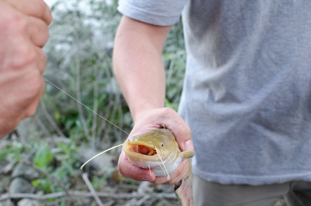 Little Wels Catfish Fishing Catch with Open Mouth