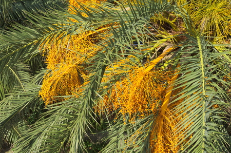 Yellow Date Palm Harvest on a Summer Day Closeupの写真素材