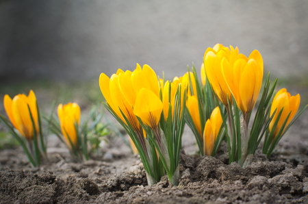 Sunny Yellow Crocus Flowers Ground Level Closeupの写真素材