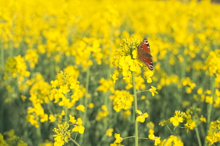 European Peacock Butterfly on the Yellow Rape Flowerの写真素材