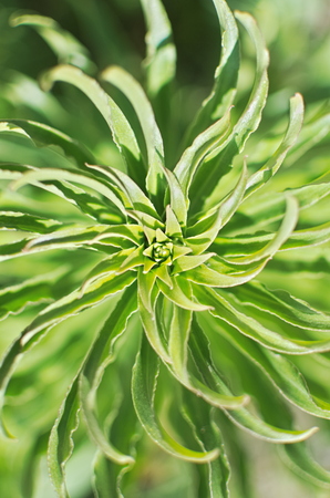 Green Twisted Plant Abstract Top View Closeup