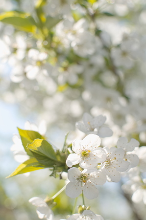Blooming Tree with Small White Flowers Closeupの写真素材