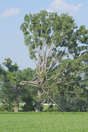 Tree Broken in Half after Stormy Wind and Fallen to Another Treeの写真素材