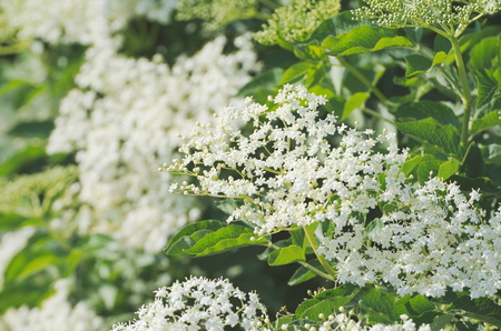 Sambucus Elder Plant Flower Closeup with Green Leavesの写真素材