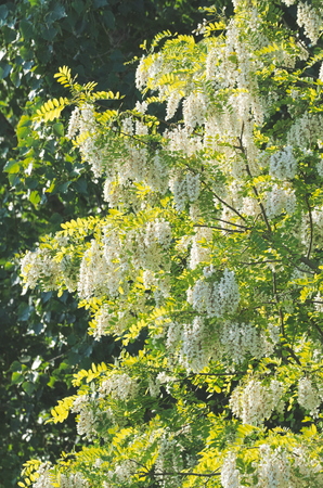 Flowering White Acacia Tree on a Summer Dayの写真素材