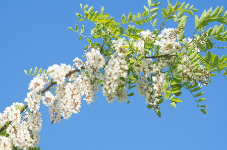 Flowering White Acacia Branch beneath Clear Blue Skyの写真素材