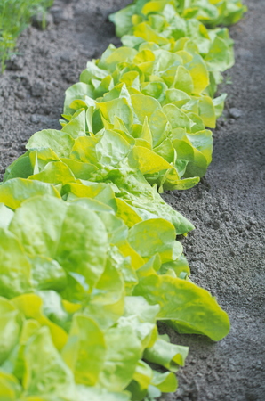 Fresh Green Salad Plant Row in the Gardenの写真素材