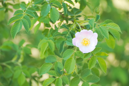 Rosa Canina Dog Rose Flower with Green Leavesの写真素材