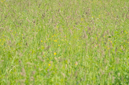 Green Spring Meadow with Yellow Flowers Closeupの写真素材