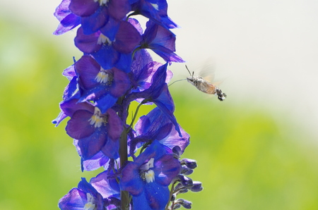 Hummingbird Hawk-moth Hovering and Eating from Blue Flowerの写真素材