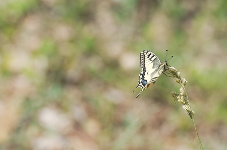 Yellow Old World Swallowtail Papilio Machaon Butterfly