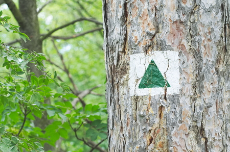 Green Triangle Tourist Sign on Pine Tree Trunkの写真素材