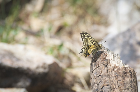 Yellow Old World Swallowtail Papilio Machaon Butterflyの写真素材