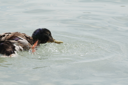 Female Mallard Duck Splashing Water Closeup on a Summer Dayの写真素材