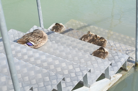 Female Mallard Duck with Ducklings on Metal Steps at Lake Balatonの写真素材