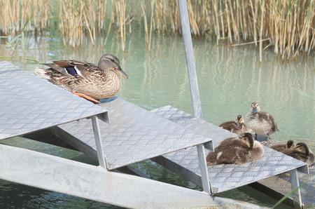 Female Mallard Duck with Ducklings on Metal Steps at Lake Balatonの写真素材