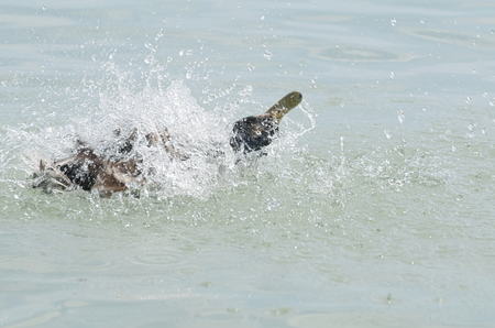 Female Mallard Duck Splashing Water Closeup on a Summer Dayの写真素材