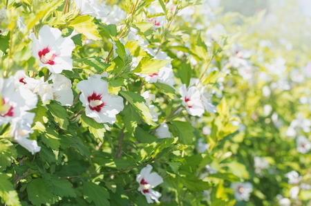 White Hibiscus Syriacus Flowers Wall on a Sunny Dayの写真素材