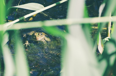 Green Frog in Marsh Water with Reedsの写真素材