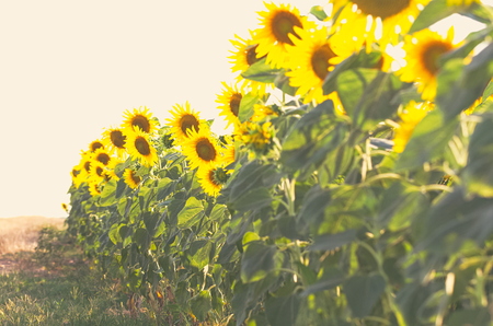 Sunflower Field on a Warm Sunny Summer Dayの写真素材