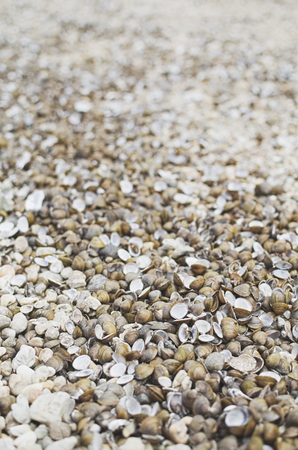 Many Dry Corbicula Fluminea Clam Shells on the Beachの写真素材