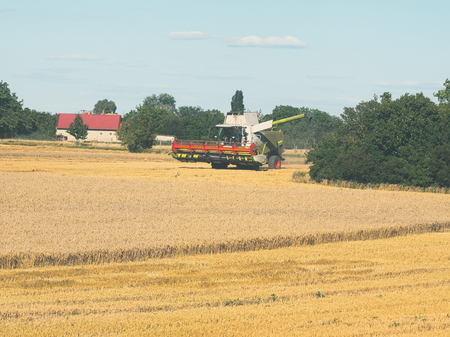 Wheat Harvesting with Combine Harvester on a Sunny Summer Dayの写真素材