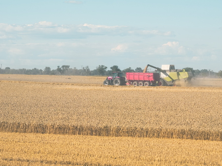 Wheat Harvesting with Combine Harvester on a Sunny Summer Dayの写真素材